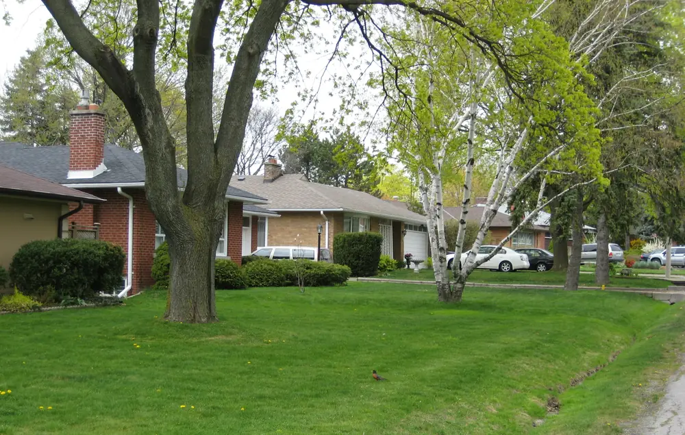 Low brick bungalows among lawns and birch trees on a street in Thorncrest Village, Etobicoke, Toronto