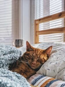 cat on bed indoors, cleaning strategies