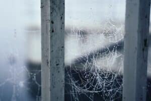 Cobwebs