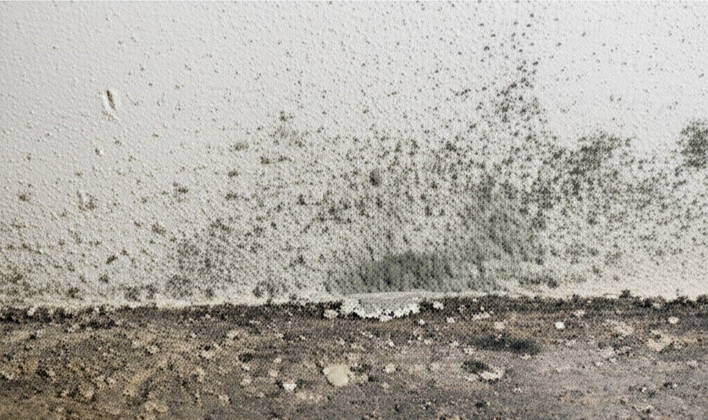 Mold and Mildew
