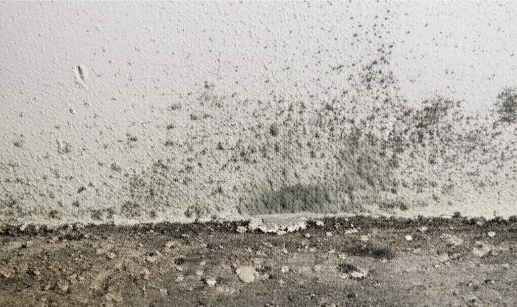 Mold and Mildew