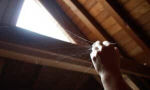 cobwebs being cleaned